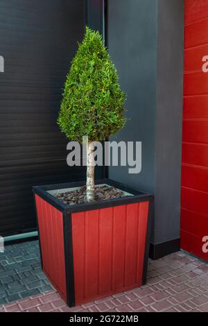 Petit arbre décoratif à feuilles persistantes poussant dans un bain en plein air. Gros plan du semis de Thuja dans le pot. Conifères. Tir vertical. Banque D'Images