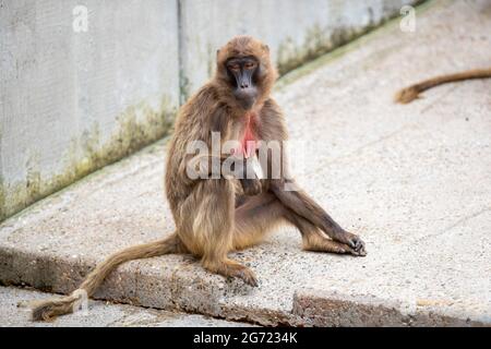 Macaque japonais assis sur le sol et reposant Banque D'Images