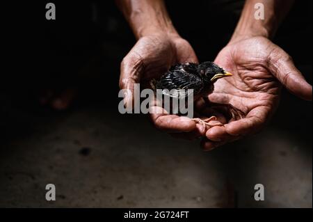 Tehatta, Inde. 09e juillet 2021. Un poussin de myna de la jungle (Acridotheres fuscus) est tombé au sol du nid. Ce membre de la famille des oiseaux d'étoile se trouve principalement dans le continent du sous-continent indien. Un restaurationniste sauve le bébé oiseau à Tehatta, Bengale-Occidental. (Photo de Soumyabrata Roy/Pacific Press) crédit: Pacific Press Media production Corp./Alay Live News Banque D'Images