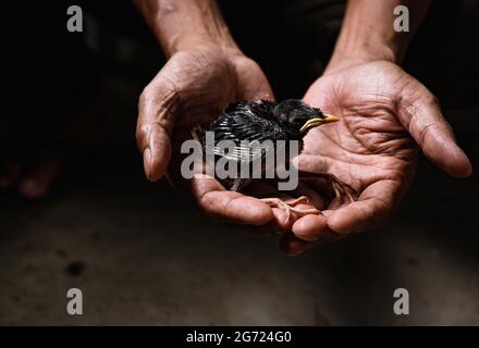 Tehatta, Inde. 09e juillet 2021. Un poussin de myna de la jungle (Acridotheres fuscus) est tombé au sol du nid. Ce membre de la famille des oiseaux d'étoile se trouve principalement dans le continent du sous-continent indien. Un restaurationniste sauve le bébé oiseau à Tehatta, Bengale-Occidental. (Photo de Soumyabrata Roy/Pacific Press) crédit: Pacific Press Media production Corp./Alay Live News Banque D'Images