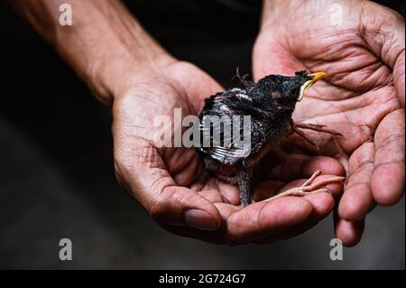 Tehatta, Inde. 09e juillet 2021. Un poussin de myna de la jungle (Acridotheres fuscus) est tombé au sol du nid. Ce membre de la famille des oiseaux d'étoile se trouve principalement dans le continent du sous-continent indien. Un restaurationniste sauve le bébé oiseau à Tehatta, Bengale-Occidental. (Photo de Soumyabrata Roy/Pacific Press) crédit: Pacific Press Media production Corp./Alay Live News Banque D'Images