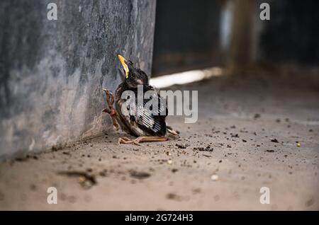 Tehatta, Inde. 09e juillet 2021. Un poussin de myna de la jungle (Acridotheres fuscus) est tombé au sol du nid. Ce membre de la famille des oiseaux d'étoile se trouve principalement dans le continent du sous-continent indien. Un restaurationniste sauve le bébé oiseau à Tehatta, Bengale-Occidental. (Photo de Soumyabrata Roy/Pacific Press) crédit: Pacific Press Media production Corp./Alay Live News Banque D'Images