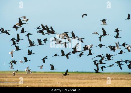 Ibis à face blanche flock en vol, province de la Pampa, Patagonie, Argentine. Banque D'Images