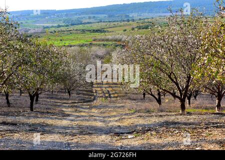 Un verger d'amandiers dans les collines vallonnées d'Israël. L'agriculture au Moyen-Orient. Banque D'Images