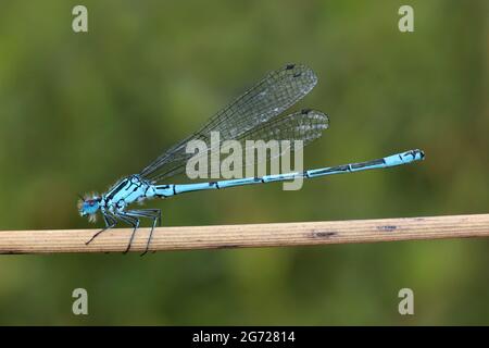 Demoiselle Coenagrion puella Azure Banque D'Images