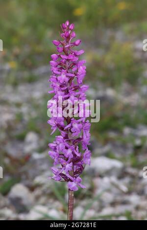 Orchid parfumé Gymnadenia conopsea à la réserve naturelle de Minera Quarry, nr Wrexham, pays de Galles Banque D'Images