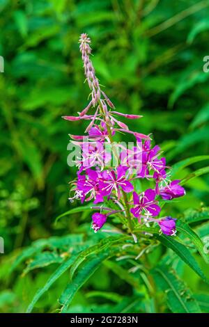 Rosebay Willowherb également connu sous le nom de Fireweed poussant à partir d'une haie dans une voie de campagne en juillet. Banque D'Images