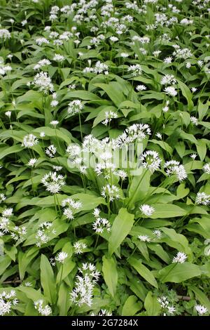 L'ail des ours ou Allium ursinum Ramsons Banque D'Images