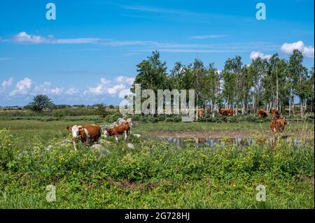 Vaches qui broutage dans le paysage agricole caractéristique de l'Oland du Sud. Cette région, dont Stora Alvaret, est classée au patrimoine mondial de l'UNESCO. Banque D'Images