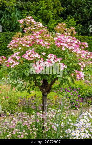 Petit rosier rose et blanc à fleurs dans un jardin herbacé frontière. Banque D'Images