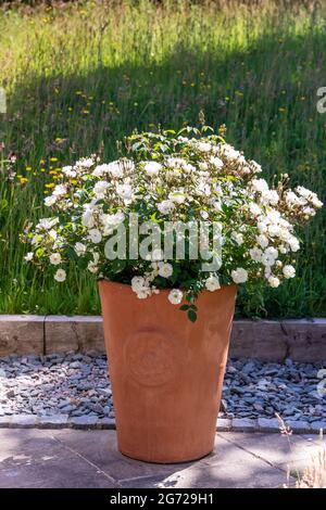Petit arbuste à fleurs de rose blanche dans un grand jardinière en terre cuite sur un patio. Banque D'Images