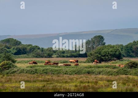 Les vaches et les veaux bruns se broutent dans les champs de prairie, en Angleterre rurale, dans le Devon. Banque D'Images