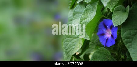 Fond ou bannière de fleur de gloire du matin bleu Banque D'Images