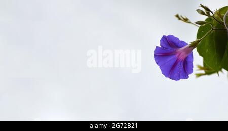 Arrière-plan de la fleur de gloire du matin ou bannière avec espace de copie Banque D'Images