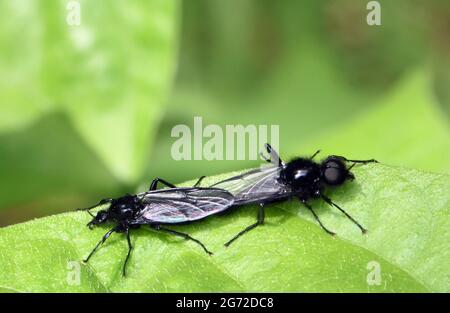 Accouplement des mouches de Saint-Marc ou des mouches de l'aubépine (Bibio marci).Le mâle est la grande mouche à œil sur la droite.Bedgebury Forest, Kent, Royaume-Uni. Banque D'Images