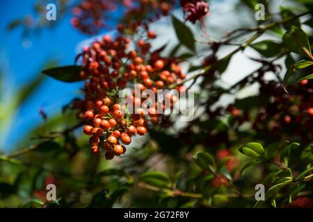 Branche d'une belle plante de bambou sacré (Nandina domestica) à la lumière du jour Banque D'Images