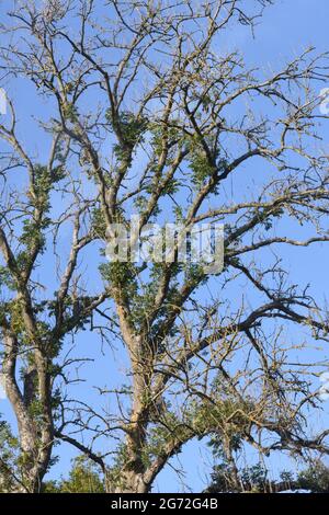 Arbre de frêne (Fraxinus excelsior) souffrant de dépérissement des cendres. Le dépérissement des cendres est causé par un champignon Hymenoscyphus fraxineus qui s'est rendu au Royaume-Uni à partir d'EUR Banque D'Images