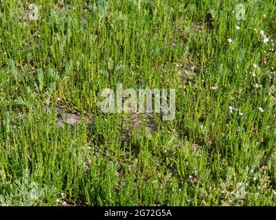 Marais samhire alias Salicornia europaea ou Glasswort. Nourriture sauvage poussant dans l'estuaire de la Taw North Devon, Royaume-Uni. Banque D'Images