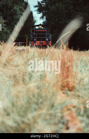 Train noir et rouge traversant des mauvaises herbes sauvages colorées, Marquèze, France Banque D'Images