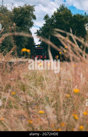 Train noir et rouge à travers des plantes et des plantes sauvages colorées, Marquèze, France Banque D'Images
