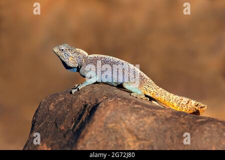 Homme rock Agama agama (atra) dans des couleurs de reproduction, la Namibie Banque D'Images