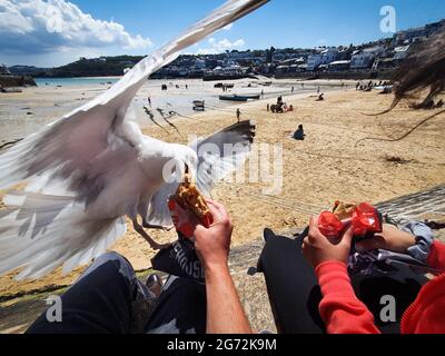 Mouette volant un pasty sur la plage de St Ives, en Cornouailles Banque D'Images