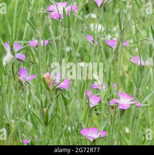 Les fleurs roses à cinq pétalidées de la cocarde (Agrostemma githago) avec leurs sépales longs et pointus distinctifs Banque D'Images