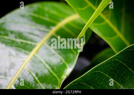 Raindrope à l'extrémité de la feuille de mangue avec d'autres feuilles mouillées pendant la saison des pluies de mousson. Mise au point sélective utilisée. Banque D'Images