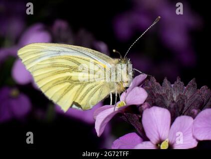 Chou blanc papillon (Pieris brassicae) se nourrissant sur des fleurs violettes, gros plan, gros plan, Macro Shot, dans Worcestershire, Royaume-Uni Banque D'Images