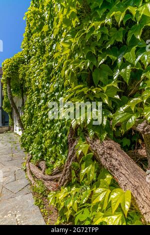 Détail de la vieille vigne grimpant le mur du jardin de l'église d'Eglisau en Suisse Banque D'Images