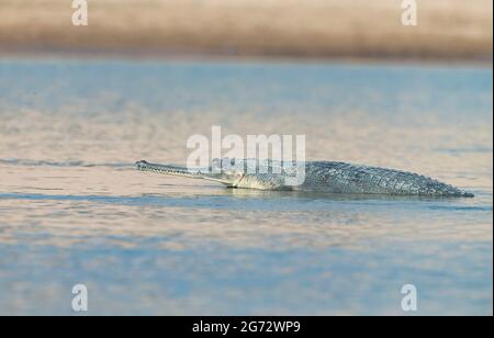 Gharial (Gavialis gangeticus), alias crocodile de poisson Banque D'Images