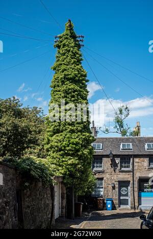 Ivy grandit sur un poteau téléphonique dans la nouvelle ville d'Édimbourg. Banque D'Images