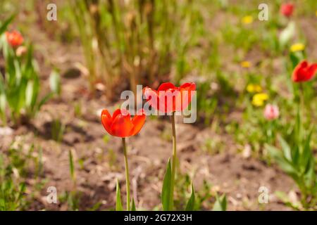 Deux tulipes rouges sur le lit de printemps. Gros plan Banque D'Images