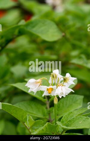 Fleurs sur la plante de pomme de terre Pink Fir. Banque D'Images