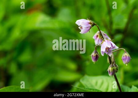 Fleurs sur la plante de la pomme de terre de Setanta. Banque D'Images