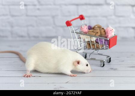 Un petit rat blanc mignon à côté du chariot d'épicerie est emballé avec des ours en peluche multicolores. Shopping sur le marché. Acheter des cadeaux pour les anniversaires et holida Banque D'Images