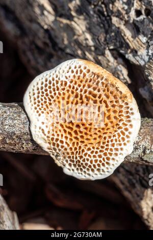 Champignon poussant sur un bâton Banque D'Images