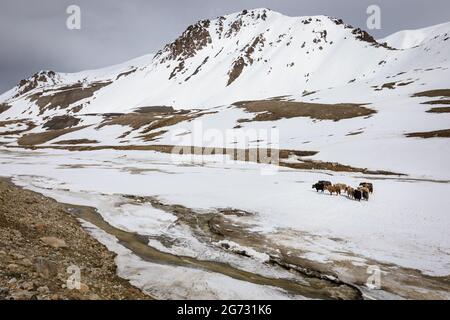 Des yaks sur le plateau des montagnes du parc national de Khunjerab Banque D'Images