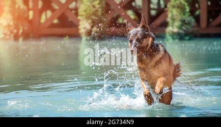 Le berger allemand, un chien joyeux, saute sur l'eau Banque D'Images