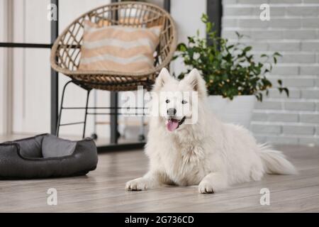 Joli chien Samoyed dans le salon Banque D'Images