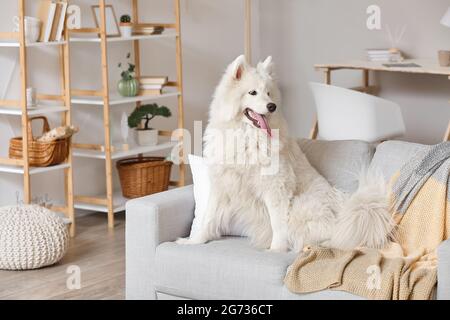 Joli chien Samoyed sur le canapé dans le salon Banque D'Images