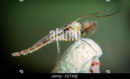 Chironomidae les moustiques chironomidés sont assis sur une jeune feuille. Banque D'Images