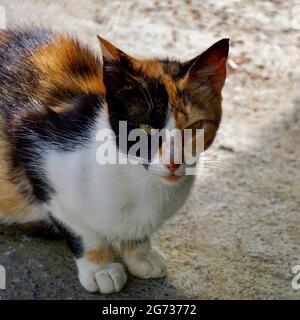 Calico chat avec des yeux verts dans une rue Banque D'Images