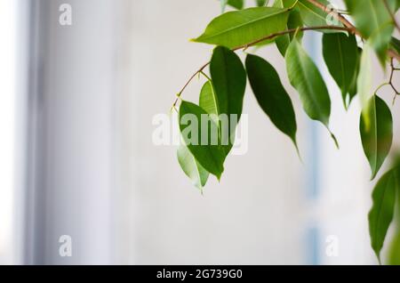 Magnifique pot de fleurs de renard vert sur fond blanc. Nature. Banque D'Images