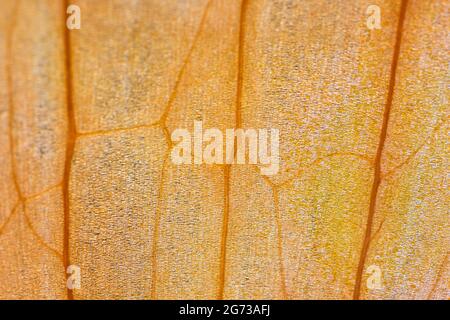 Gros plan d'une pelure d'oignon orange Banque D'Images