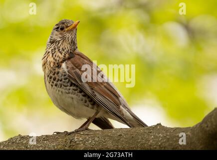 Turdus pilaris assis sur une branche d'arbre dans les bois, gros plan, foyer sélectif. Banque D'Images