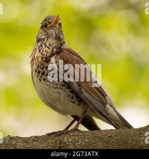 Turdus pilaris assis sur une branche d'arbre dans les bois, gros plan, foyer sélectif. Banque D'Images