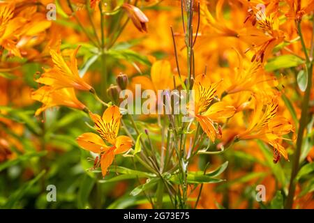 Gros plan aux couleurs vives de fleurs de nénuphars péruviennes orange, jaune et rouge Banque D'Images