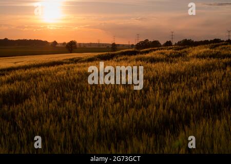 Coucher de soleil spectaculaire sur le champ vert Banque D'Images