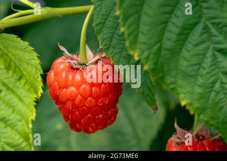 Framboise sur la branche. Arrière-plan naturel. Jardinage gros plan Banque D'Images